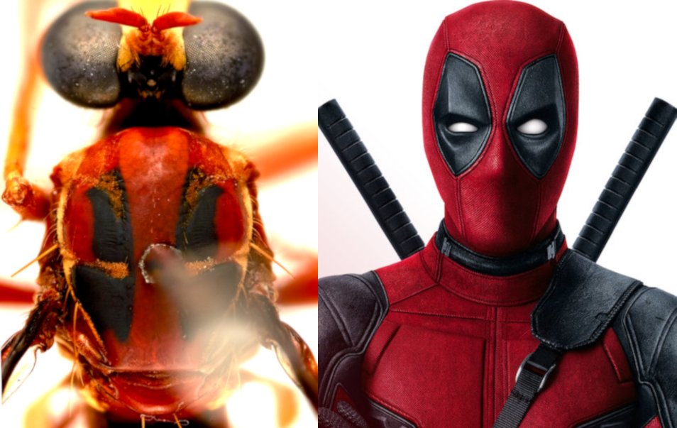 CostumeReplicas's tweet photo. Deadpool is flying.. Well Deadpool actually a fly now. @VancityReynolds @robliefeld @Deadpool @CSIRO #deadpool #fly #flypool #marvel #ryanreynolds
https://t.co/TohtAgperk https://t.co/KgdQ4xJVzo