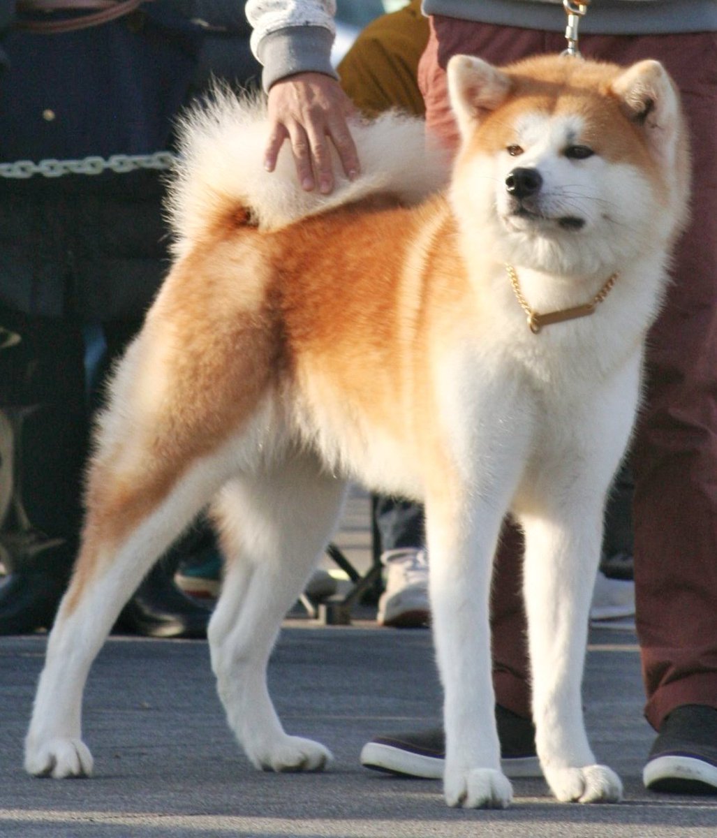 あきほ 秋田犬保存会 秋田犬会館 Auf Twitter かっこいい