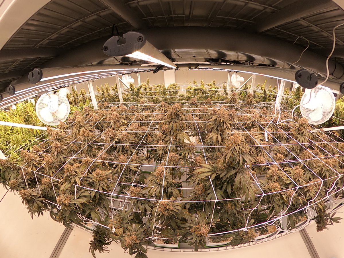 CanneraldGmbH's tweet photo. SHOP: https://t.co/1umGeLngo3
#cbdshop #onlineshopping #shopping #CBD #cbdoil #CBDforPain #cbdhealth #CBDforPain #cbdlife #cannabisculture #CannabisCommunity #cannabidiol #cannabisindustry #cannabissociety #StonerFam #STONER #Switzerland #Germany #Austria #COVID19  #Covid19DE https://t.co/bMqWSd4kZb