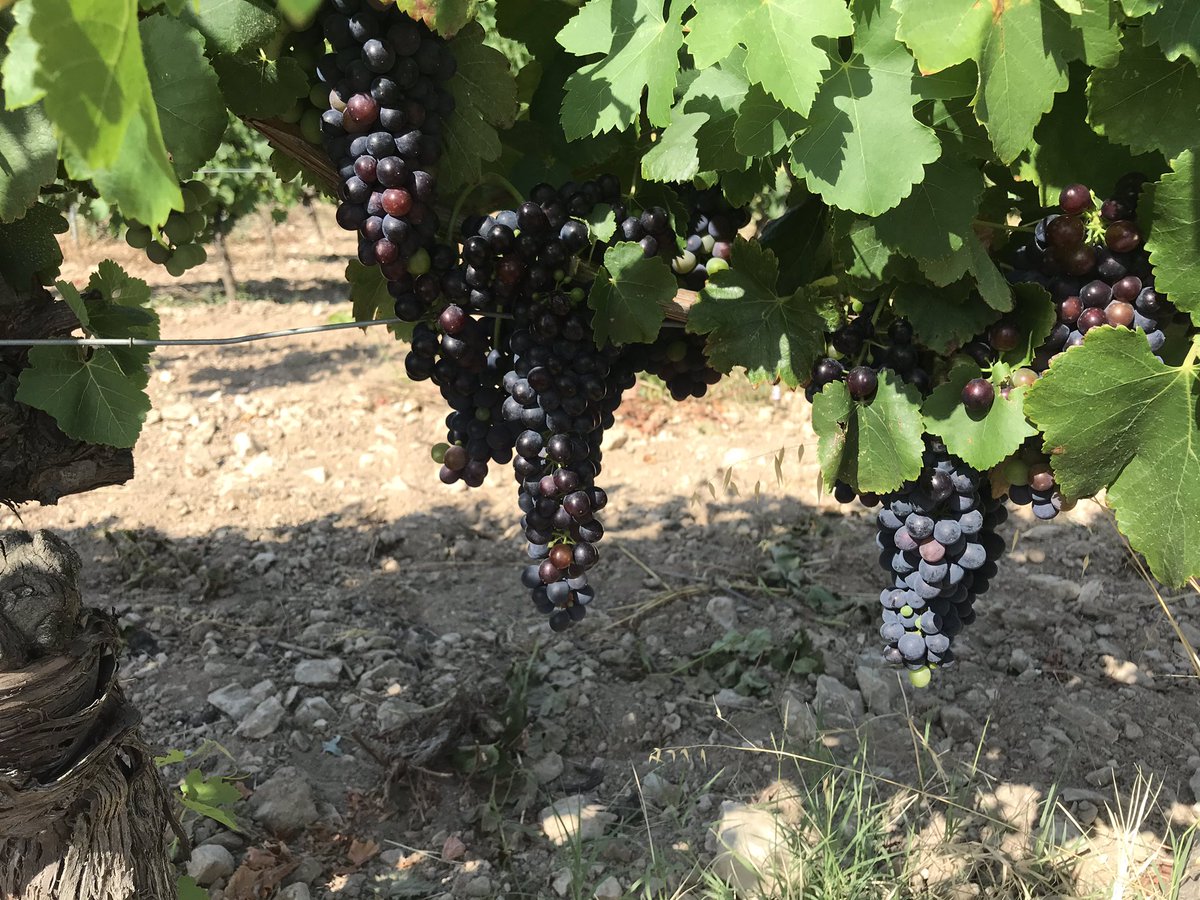 #trevallon #syrah #millesime2020 #alpilles