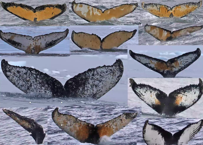 WideWhiteStage's tweet photo. Humpback #whale tails have individual patterns, like human fingerprints - so individual animals can be identified through the photographs of #tourists in #Antarctica & elsewhere. Ted Cheeseman explains ... https://t.co/NBuuIvrQcY #SCAR2020 #session46 #CitizenScience https://t.co/cZsB1qONXQ