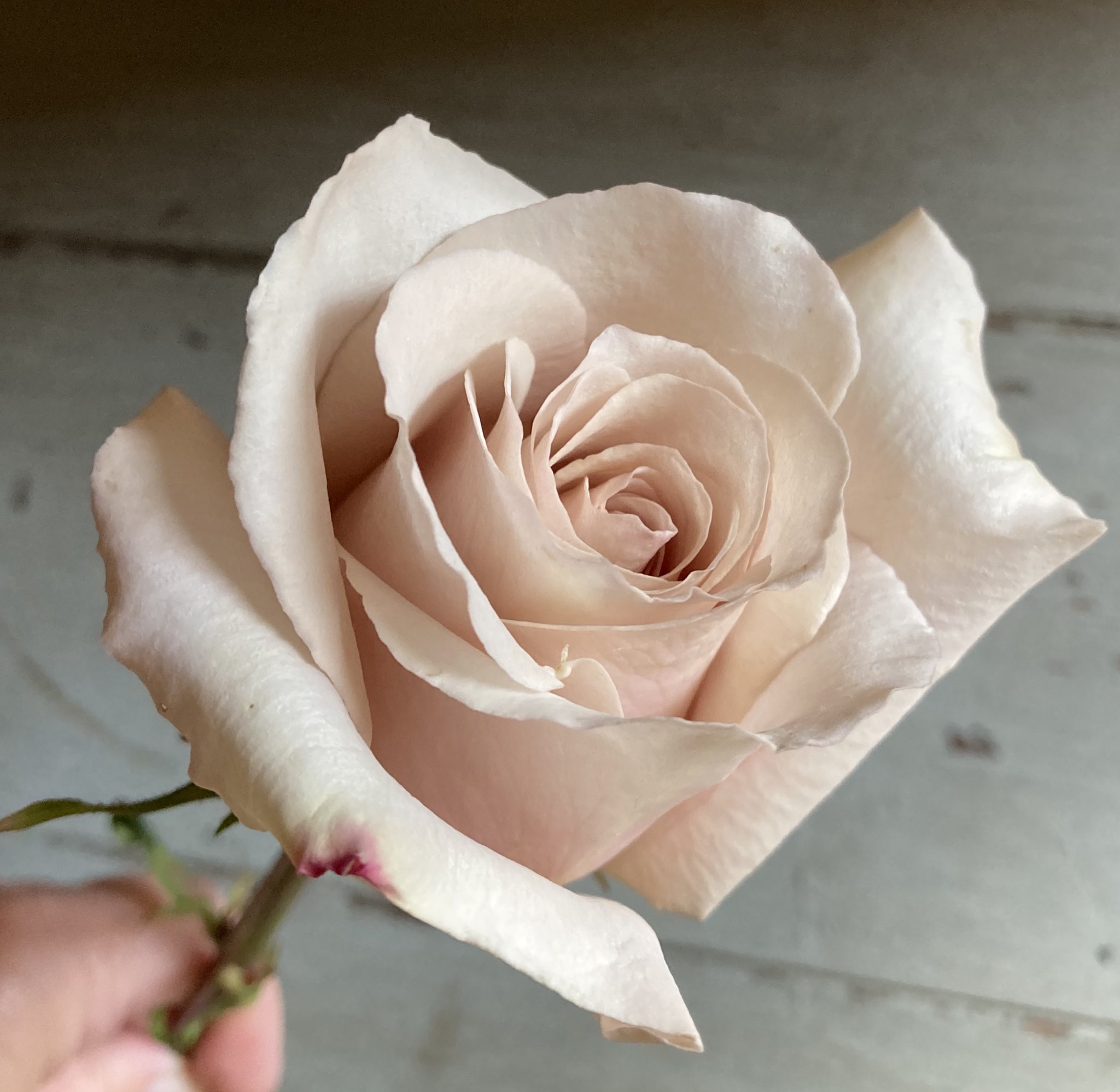 Classic Flower Designs on X: Quicksand Rose - one of the best.  Indescribable colour. Just beautiful. weddingdays roses  t.coasnCbZgqlJ  X