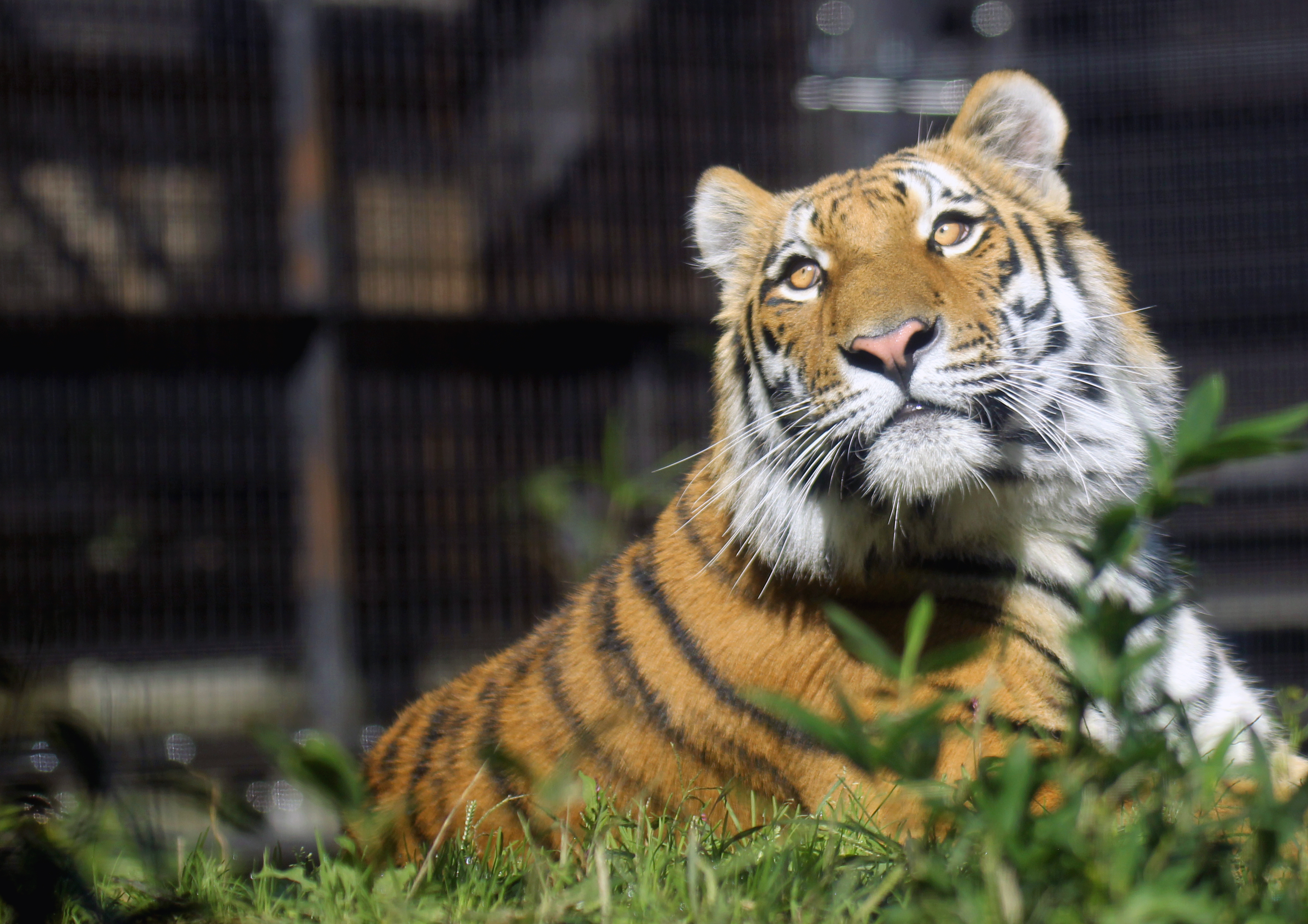 いしかわ動物園 公式 トラを知ろう トラの種類 トラには9つの亜種がありますが 残念ながらそのうち4つは既に絶滅しており 残る5亜種についても絶滅が危惧されています いしかわ動物園では ベンガルトラ1頭 アムールトラ2頭 亜種不明1頭の