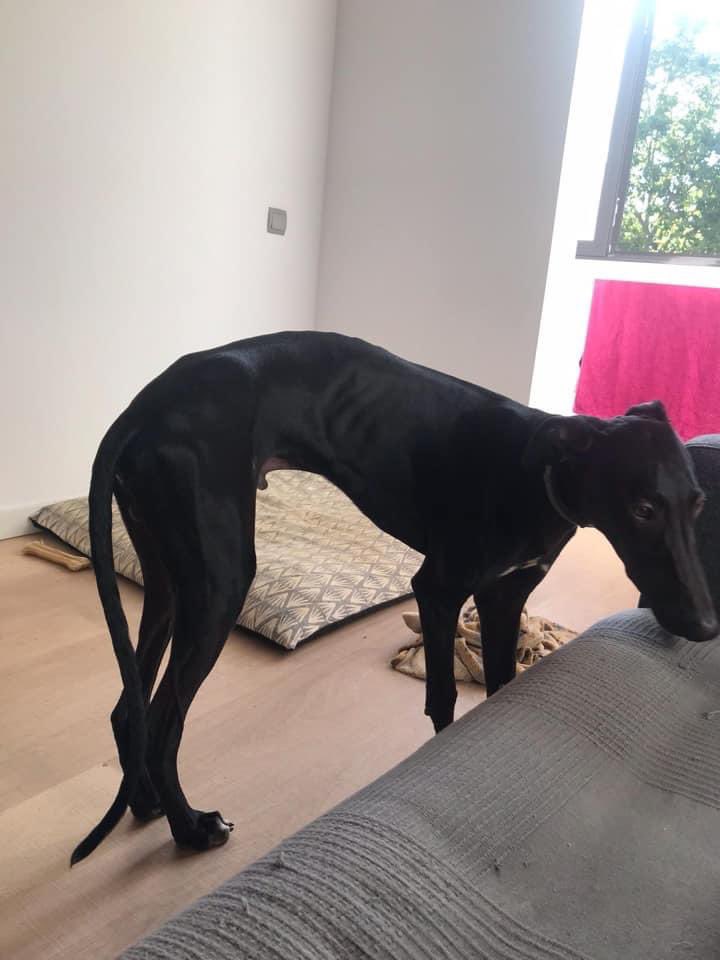 juguetes para galgos