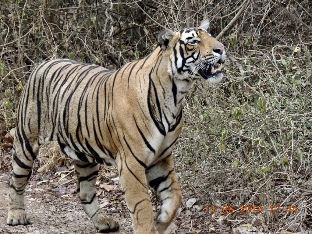 Four years ago, I saw a  #tiger in the wild for the first time. I wasn’t with  @WWFINDIA or  @wwfsg at the time and didn’t quite understand the  #conservation debate as well. But there was somethings I noticed about the entire experience.  #GlobalTigerDay2020 