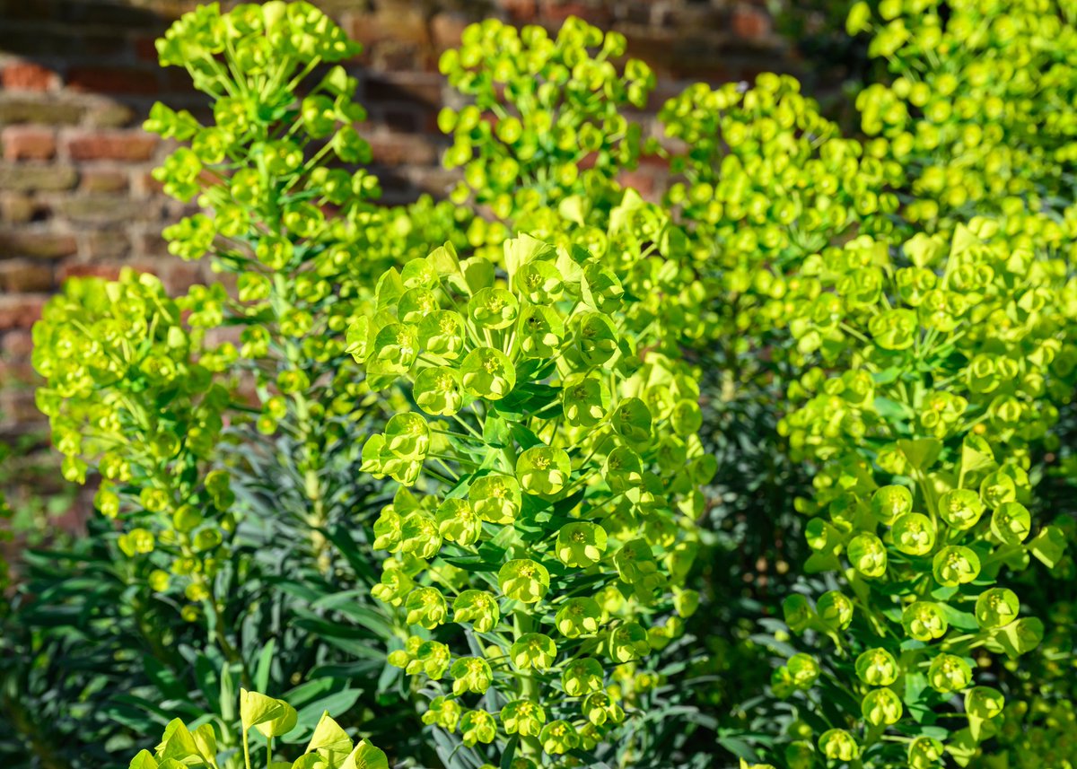 HarrisonPhair's tweet photo. #Euphorbia
#Rainham #Hall #Queen #Anne #House & #gardens @RainhamHallNT #Havering #Essex @nationaltrust
#london #heritage #nationaltrust #rainhamhall #Georgian #chooselandscapearchitecture #chooselandscape #plants #flowers #leaves #denney
@YVESWAUTHIER
@NikonatGrays
@VisitEssex https://t.co/9u0tOzUSng
