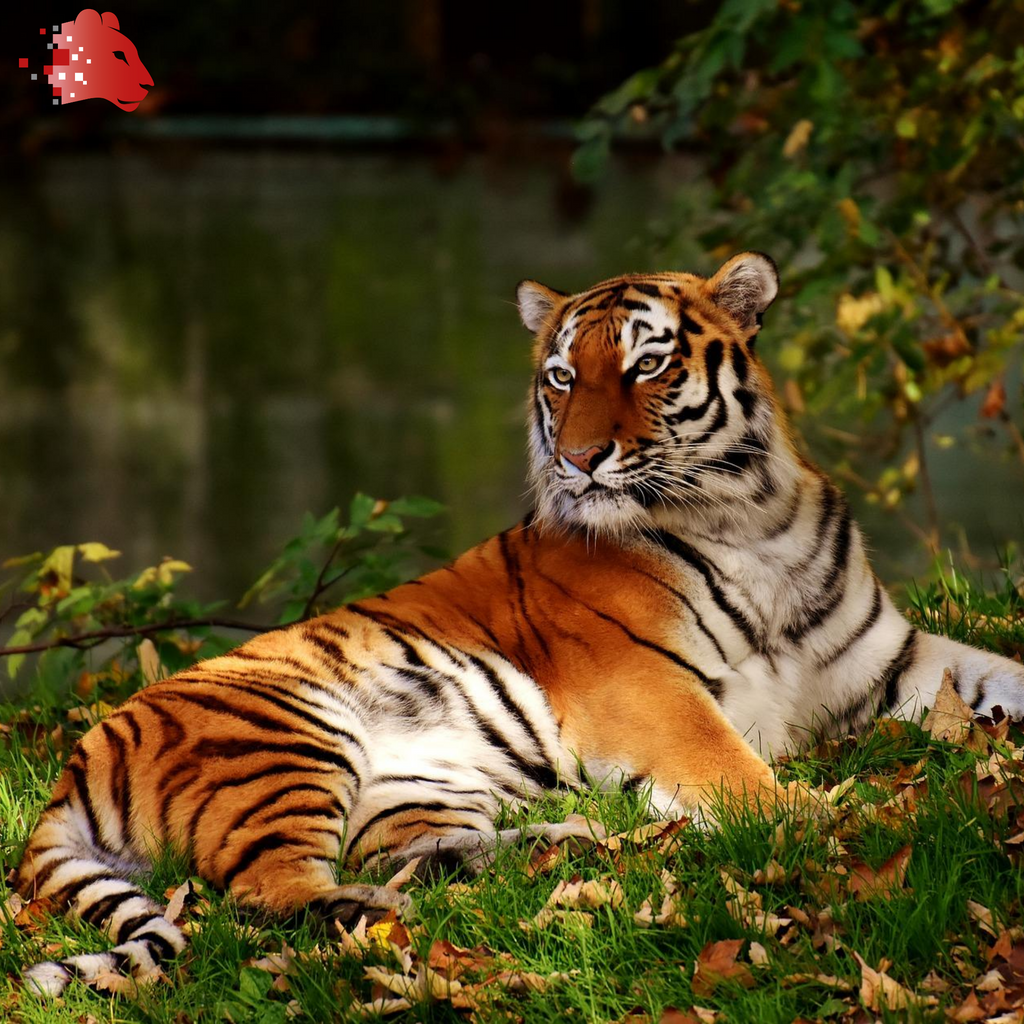 RobynHunter32's tweet image. Today is #InternationalTigerDay 😁

There are only around 3,900 tigers in the wild. With the support of Tiger Protectors around the world, they are beginning to make a comeback.

I have to admit, they are my second favourite big cat.

#WorldTigerDay #tiger