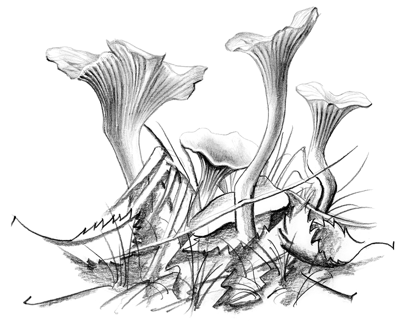 MastersPixelArt's tweet photo. Some fresh Shroooms for the dailies, a bit late to the party as usual 😀 Made in 2007 ( Prowler 🇸🇪 ).
@Pixel_Dailies #pixel_dailies #fresh #mushrooms #nature #pixelart #nicepixel #sketches https://t.co/19oGHcnnfJ