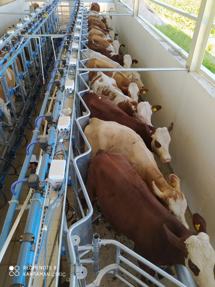 IAsyafarm's tweet photo. Kızlarımız sıraya girdi 🐄🐮🐄🐮
2x15 Sürü Takip ve Yönetimli Sistemimiz kuruldu🛠💯🛠💯Biz İntermilk olarak her zaman yanında olacağız...🔹🔹🔷
#intermilk #asyafarm #sürüyönetimsistemi #ahıriçiekipmanlar #barnequipments #milking #agro #dairy #happycows #happyfarmers #manure https://t.co/RJRmVb1dcR