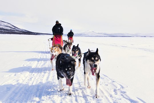 EmeraldLedger's tweet photo. Bitcoin is the sled, doge the sled dog, and ethereum the snow. Inflation is evaporation of the snow. Get back on the sled and buy #Bitcoin. The sled never evaporates https://t.co/vTvTpOYJzA