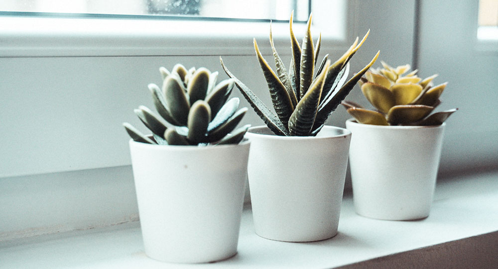 quench_mag's tweet photo. #IQuench Houseplants for small spaces and tiny apartments With the gentrification of metropolitan cities comes the explosion of new apartment and condo buildings. This wave of https://t.co/umrBVIczr3 https://t.co/wsgIN2lVKT