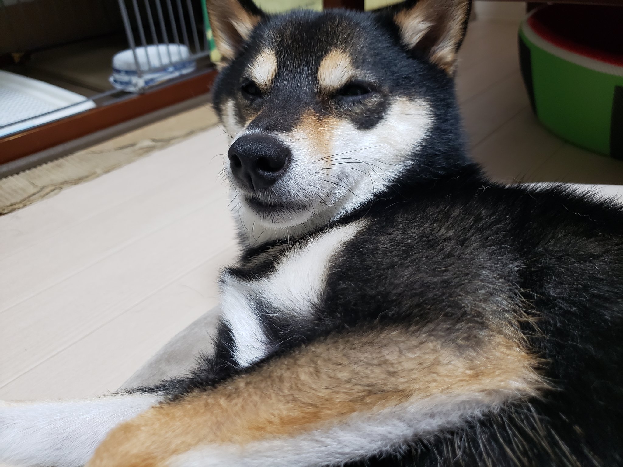 ブサ犬 Twitter Search Twitter