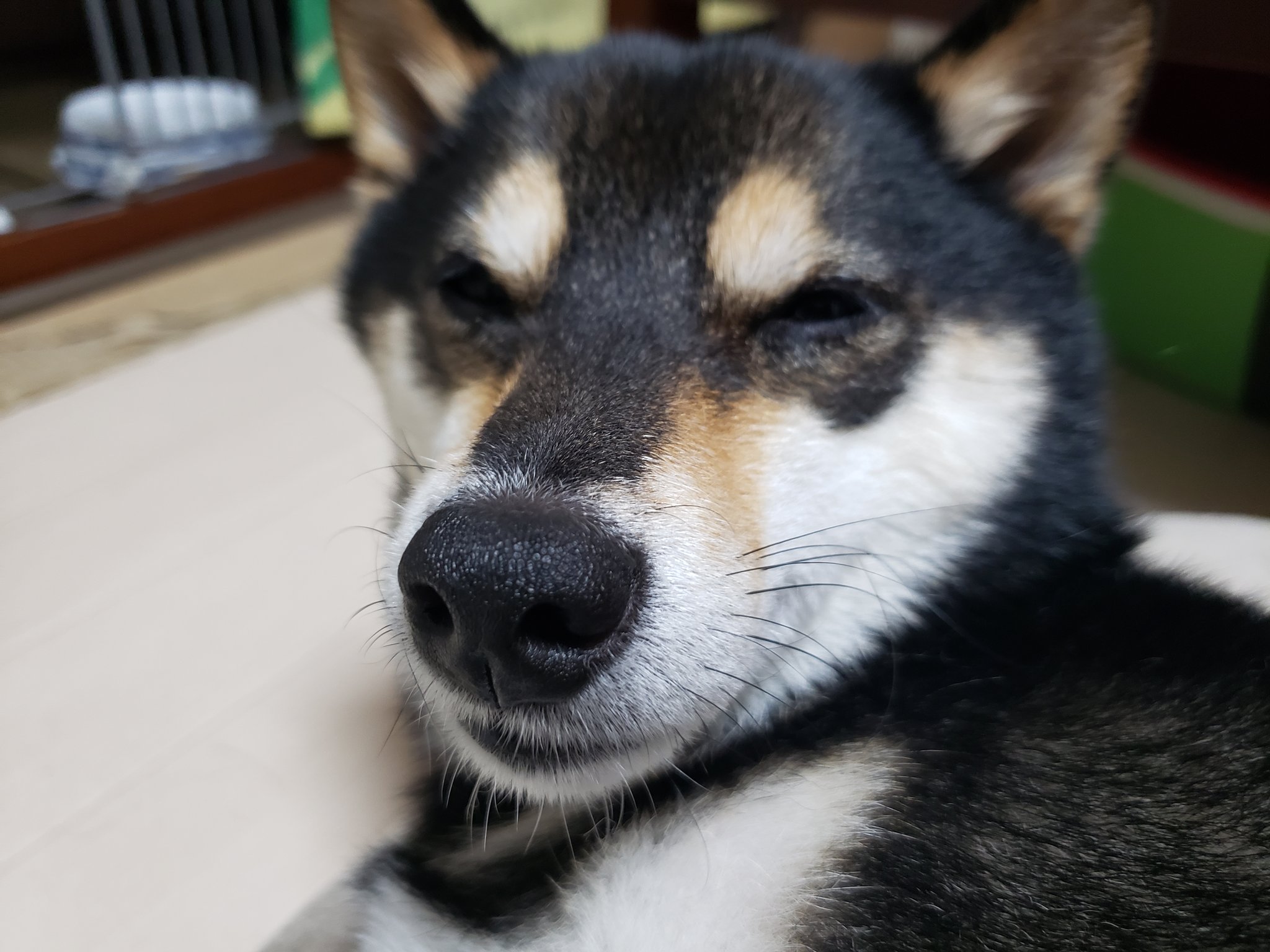 ブサ犬 Twitter Search Twitter