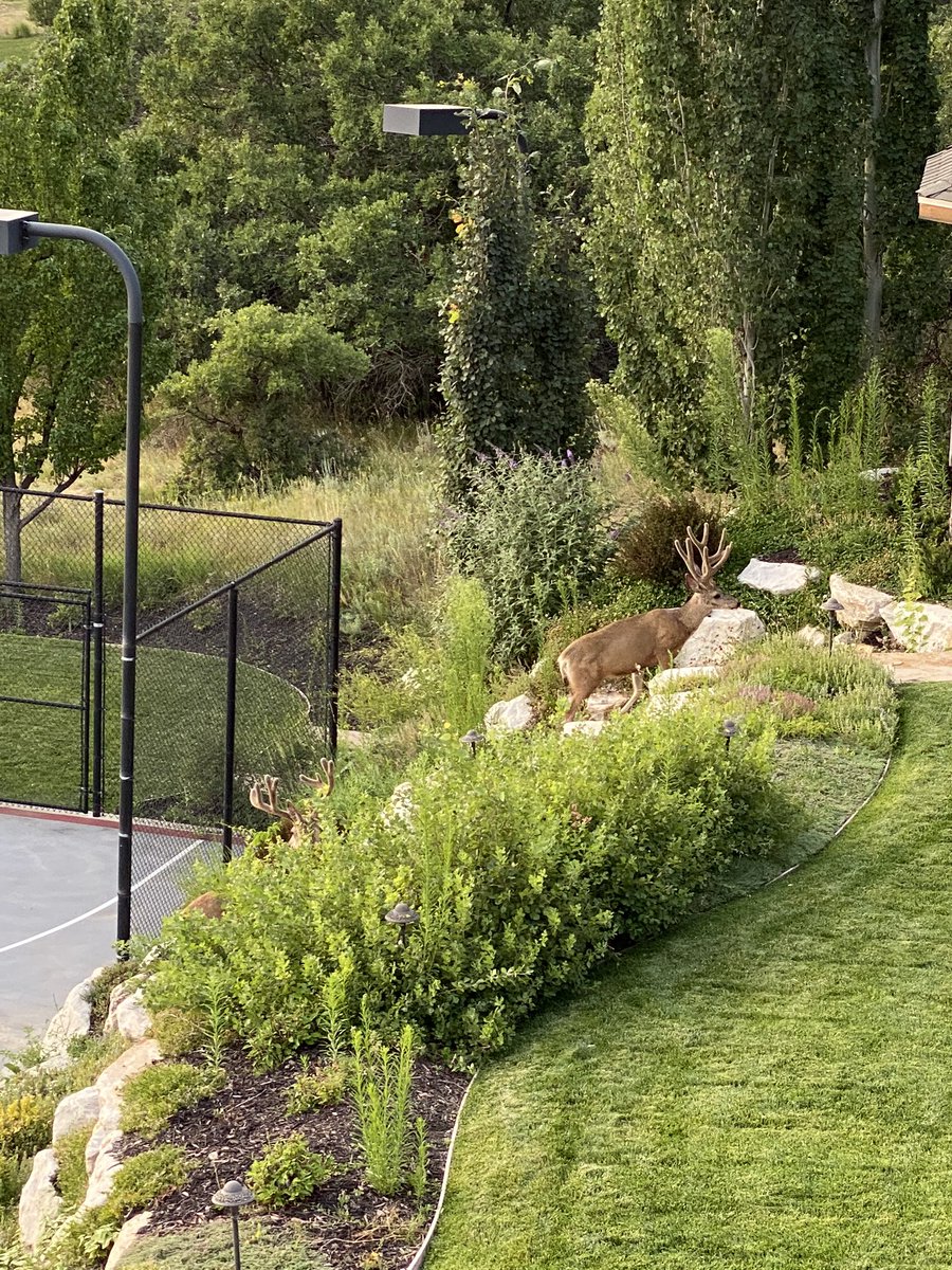 Jeff Wright tweet media