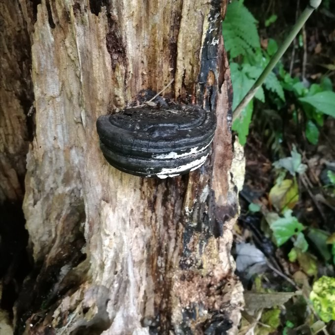 木に オレオ が刺さってる 富山の山中で発見された謎の物体 その正体を専門家に聞いた 全文表示 Jタウンネット