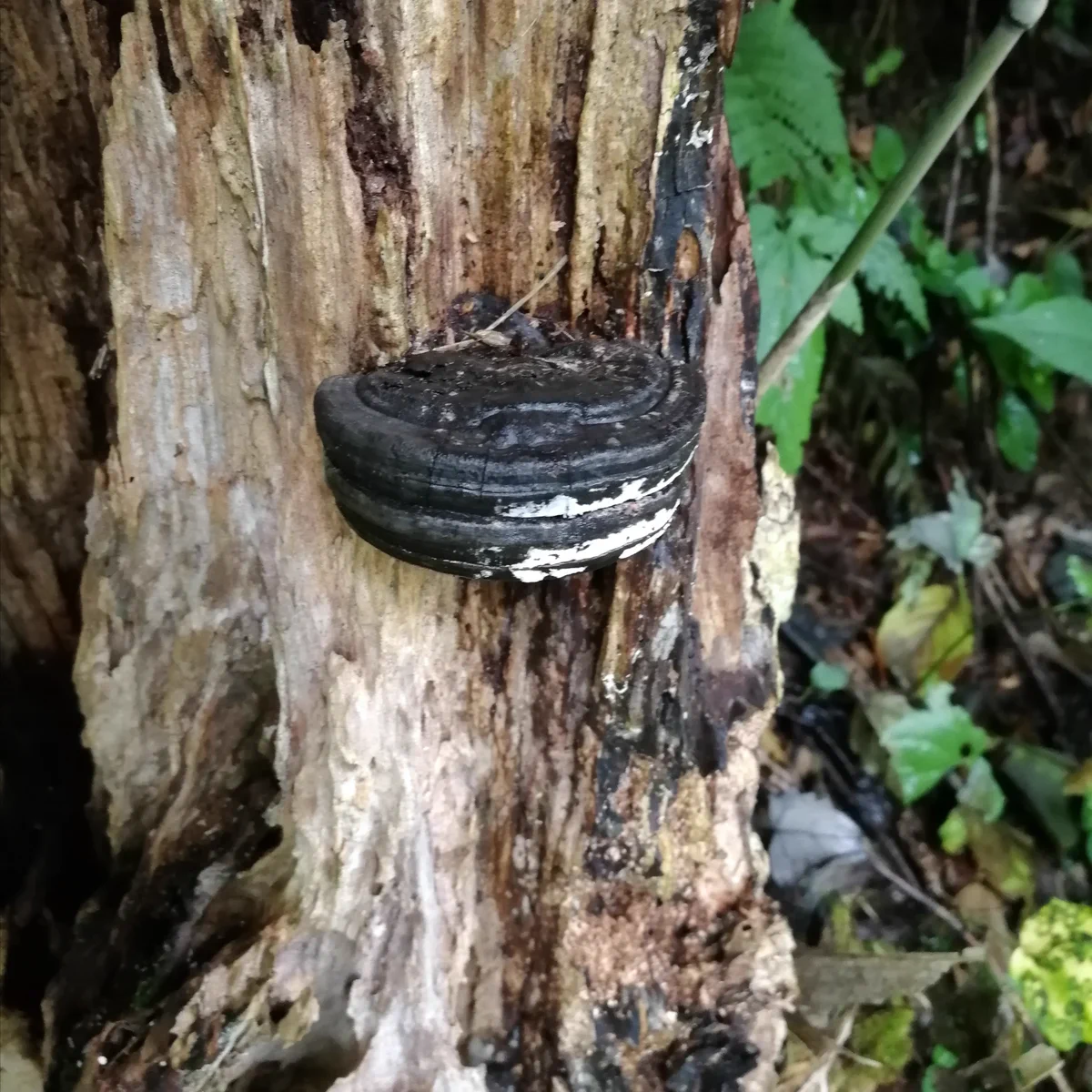 えっ！オレオが木に刺さってる!？…と驚くも実はキノコだったことにまた驚き…