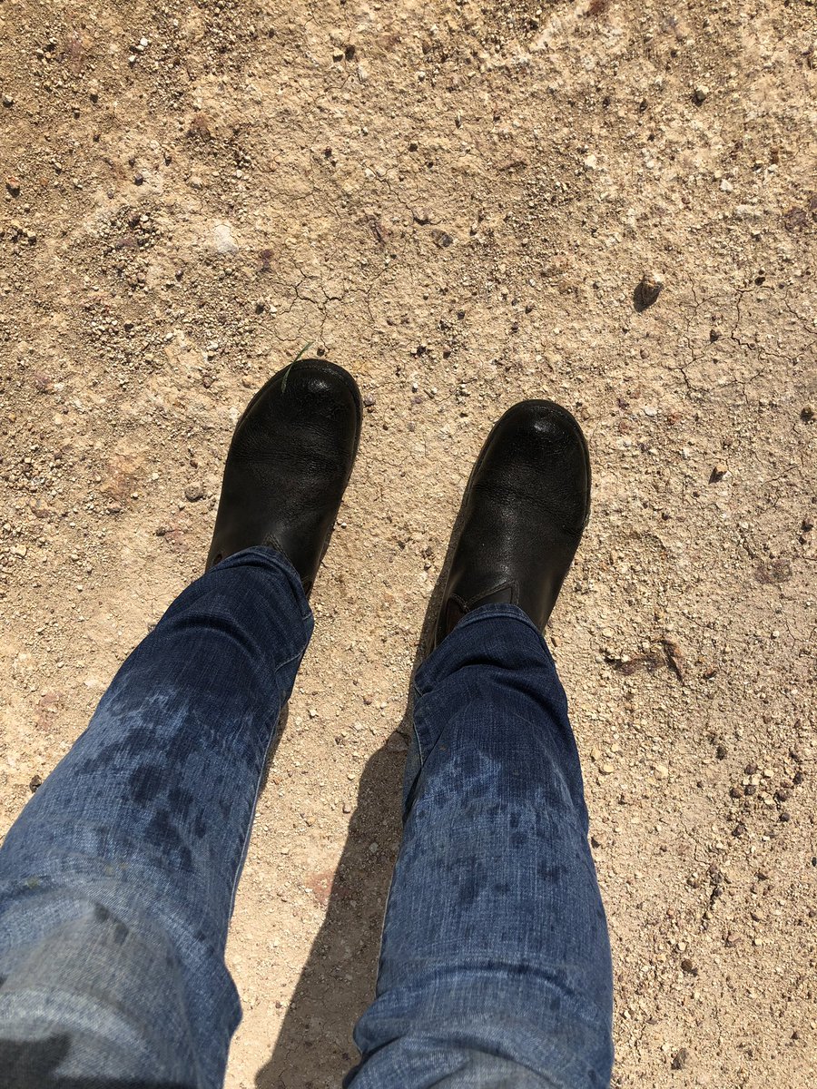 You know things aren’t travelling too bad when your boots and jeans are soaked walking out of a dryland crop at 2pm
