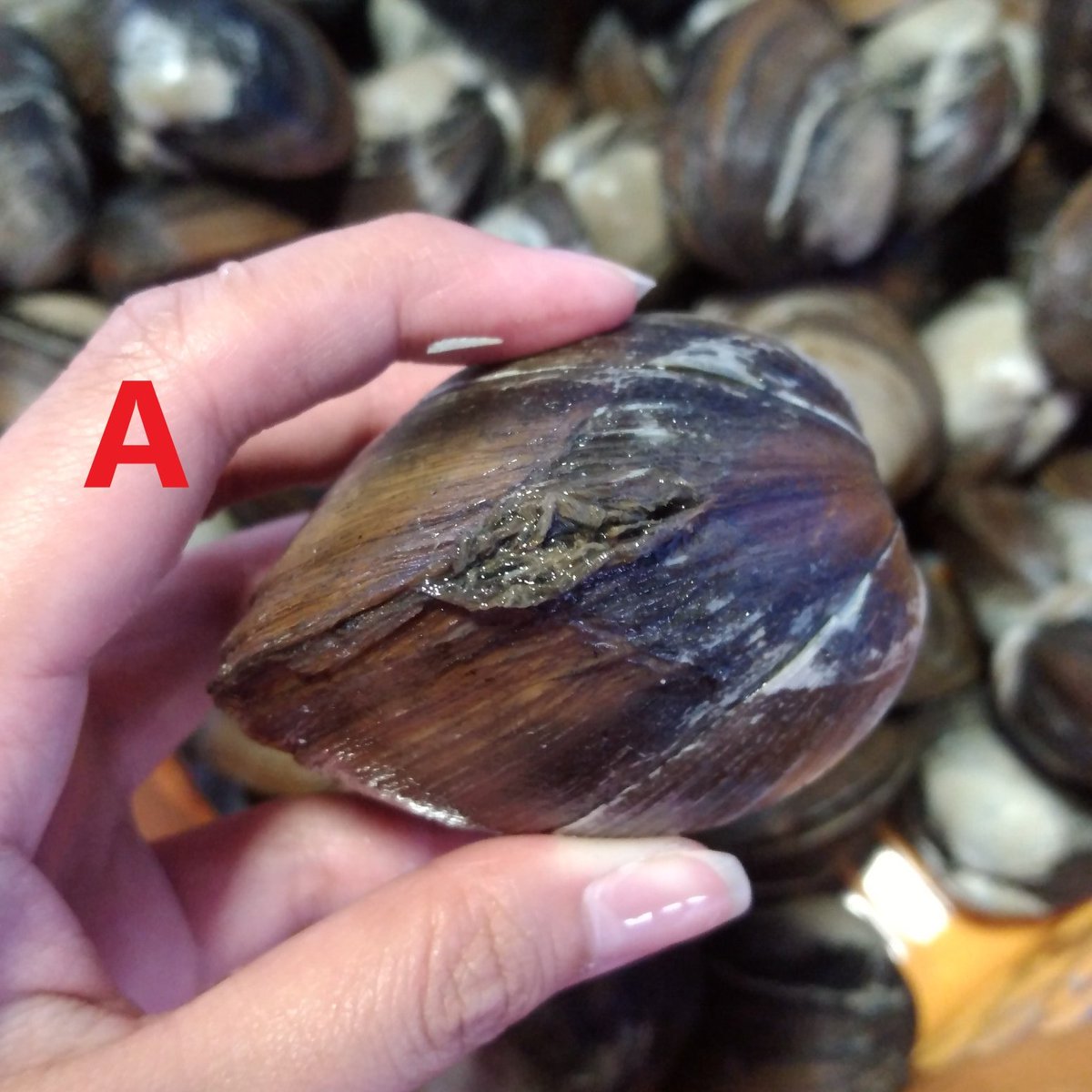 鵡川漁業協同組合 公式 9 10 直売所open クイズです ﾃﾞﾃﾞﾝｯ これはホッキの側面です さて どちらの側面からナイフをサクッとしたら開けやすいでしょうか Aの方が開けやすい リツイート Bの方が開け