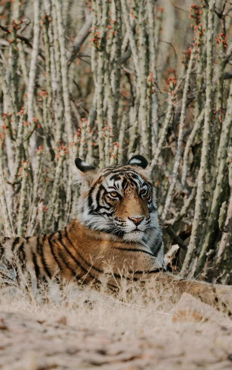 With 70 percent of the world’s tiger population, India roars the loudest🐯  

🇮🇳 has taken proactive &amp; successful steps in protecting its national animal. It's of extreme importance to preserve our biodiversity &amp; ensure we coexist. #InternationalTigerDay #IndiasTigerSuccess