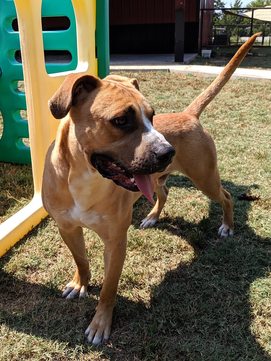 ksmutthut's tweet photo. It's #NationalFeedaRescuePetWeek! 🦴🐕 Whether you've got a rescue of your own or want to make a donation to your favorite shelter we've got the treats all the rescues (and non rescues) love! 🥰🐶 #FeedARescuePet #AdoptDontShop #DogTreats #Brenham #Texas https://t.co/5vf6LAVES2