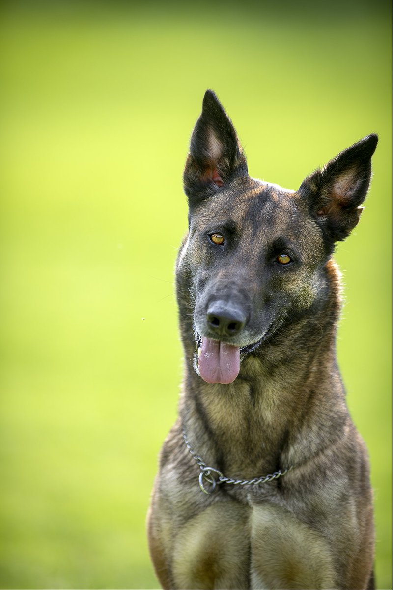 ulisesescobar's tweet photo. Estos si son perros y no como muchos que yo conozco y hasta le pagan jaja #malinoa #petphotography @perrhijos https://t.co/V8ZLCPo8Vh