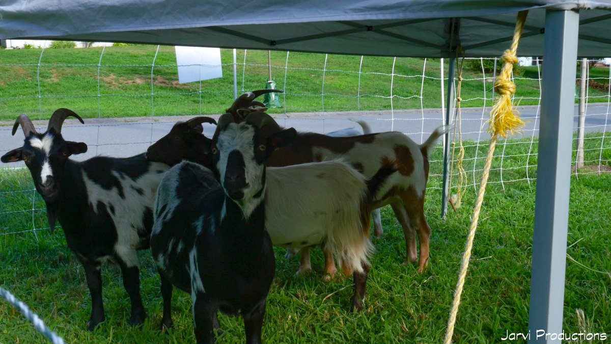 Haverhill’s Vietnam Veterans Memorial Park had a few visitors show up today and will be there tomorrow. #goats @wbz @WCVB @7News @MattNBCBoston @myfoxboston #jarviproductions