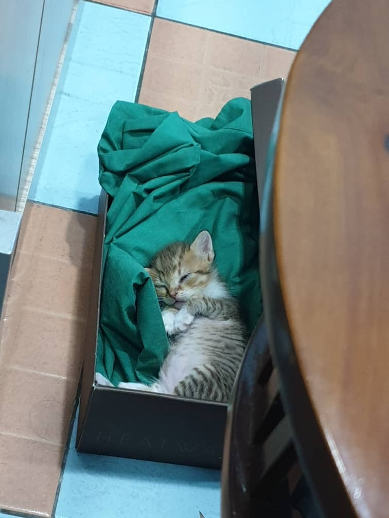 Someone abandoned a kitten at my friend's clinic 