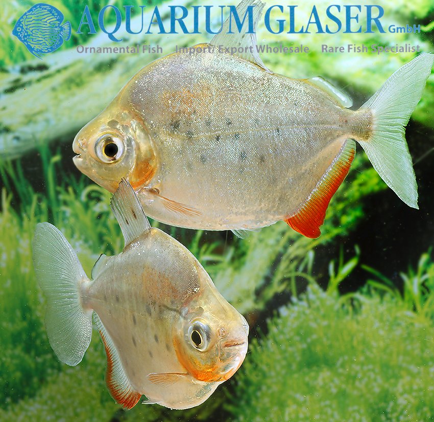 aquariumglaser's tweet photo. #metynnis #lippincottianus
find more details and pics @ https://t.co/kgExUnuDLM https://t.co/2Z5DVZ7dPf