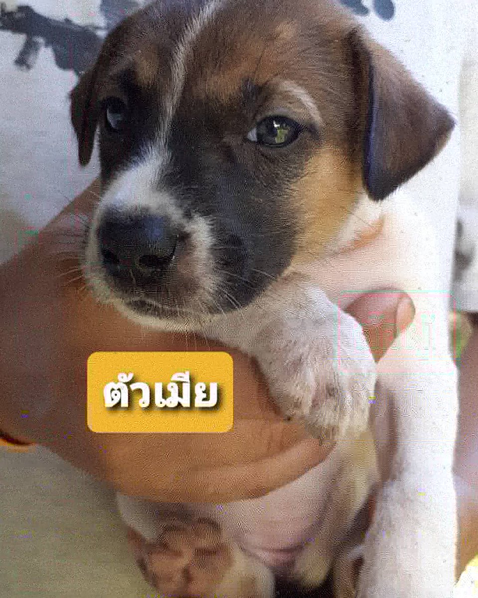 paple_nonstop's tweet photo. #น้องหมาหาบ้าน เมตตาพวกหนูด้วยนะค้าา🐶🐶🐶🙏🙏
#พิกัด : บางกะปิ
ใครอยากช่วยอุปการะ หรือถ้ามีเพื่อนๆ บอกต่อได้ 🙏🙏🙏
#ป้าเปิ้ลฝากช่วยแชร์ด้วยนะค้าา ขอบคุณที่สุดเลยค่ะ (ไม่มีค่าใช้จ่ายนะคะ)
เบอร์ติดต่อ 0966598253, 0853546009 https://t.co/jEuFDeH0hj