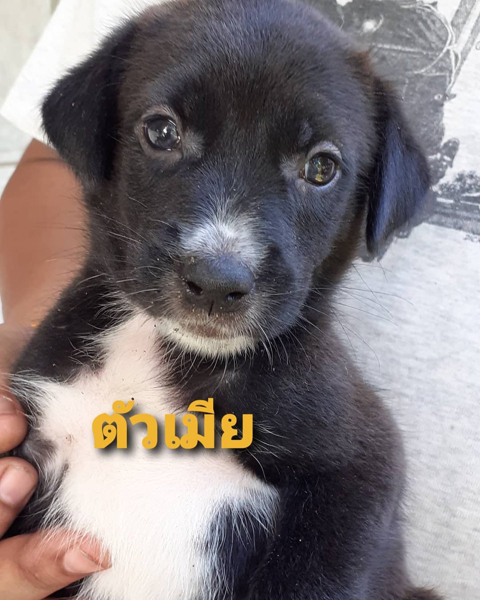 paple_nonstop's tweet photo. #น้องหมาหาบ้าน เมตตาพวกหนูด้วยนะค้าา🐶🐶🐶🙏🙏
#พิกัด : บางกะปิ
ใครอยากช่วยอุปการะ หรือถ้ามีเพื่อนๆ บอกต่อได้ 🙏🙏🙏
#ป้าเปิ้ลฝากช่วยแชร์ด้วยนะค้าา ขอบคุณที่สุดเลยค่ะ (ไม่มีค่าใช้จ่ายนะคะ)
เบอร์ติดต่อ 0966598253, 0853546009 https://t.co/jEuFDeH0hj