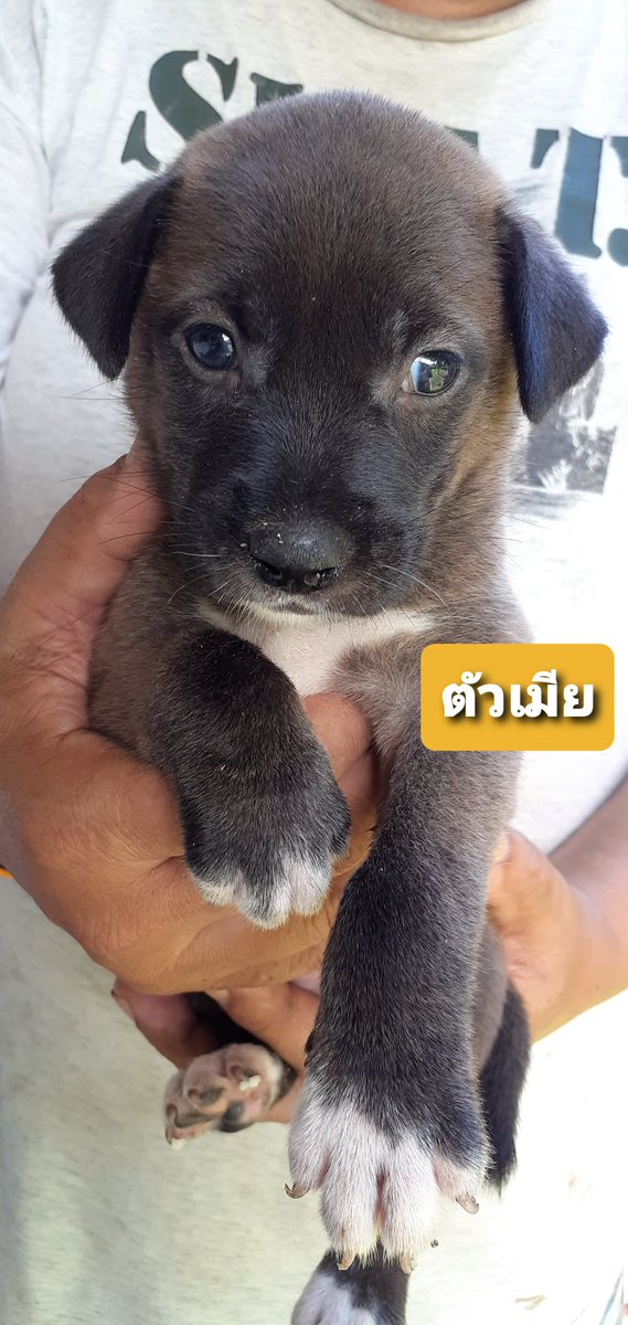 paple_nonstop's tweet photo. #น้องหมาหาบ้าน เมตตาพวกหนูด้วยนะค้าา🐶🐶🐶🙏🙏
#พิกัด : บางกะปิ
ใครอยากช่วยอุปการะ หรือถ้ามีเพื่อนๆ บอกต่อได้ 🙏🙏🙏
#ป้าเปิ้ลฝากช่วยแชร์ด้วยนะค้าา ขอบคุณที่สุดเลยค่ะ (ไม่มีค่าใช้จ่ายนะคะ)
เบอร์ติดต่อ 0966598253, 0853546009 https://t.co/jEuFDeH0hj
