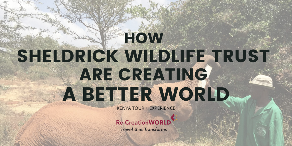 Re_CreationWRLD's tweet photo. In the summer, most animals are active, rearing young, and some, like the squirrel, start gathering nuts for the winter. Help us create a better world for them like how @SheldrickTrust does. #travelkenya #responsibletourist #sustainabletravel https://t.co/DnDOcJ82Zw https://t.co/LyVtX9VNck