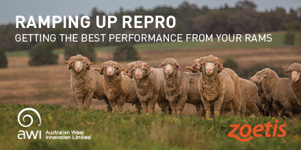 AWIExtensionNSW's tweet photo. Coming up on 19/8 #RAMpingUpRepro - Dubbo. Regos ESSENTIAL, group size capped.
Register: https://t.co/5uM4uCIFNt
#weknowsheep #rams #merino #workshop
@rpmerinos1 @MerinoNSW @woolinnovation https://t.co/wmieQwuRJ1