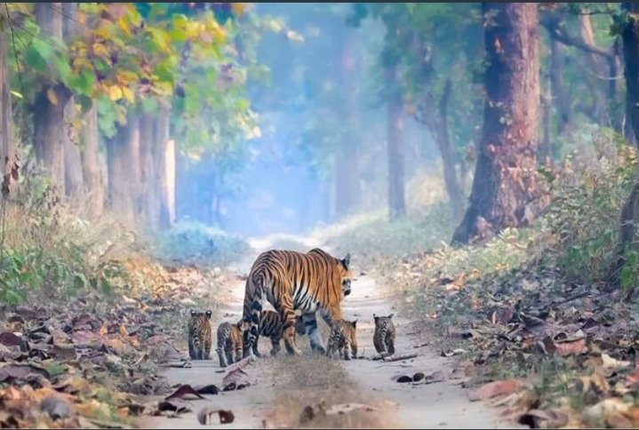 amadhya_patel's tweet photo. On #InternationalTigerDay let us spread the message of importance of protecting tiger.Tiger plays a crucial role in the preservation of whole #ecosystem.It was the vision of Hon'ble PM @narendramodi ji Behind the preserve and protect of tiger and we are seeing its benefits today. https://t.co/cLnXsaapsV
