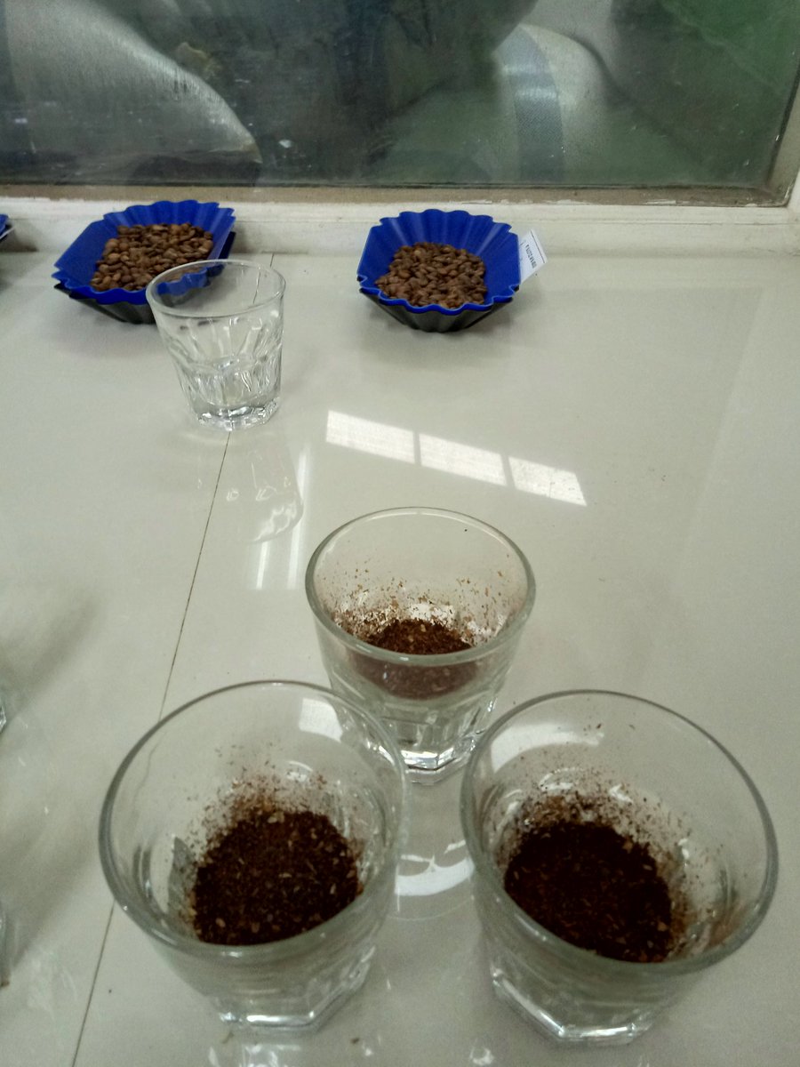 Mulai deh sesi cupping