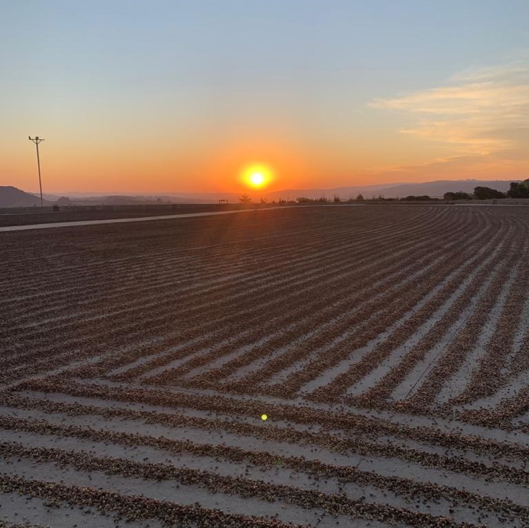HABennetts's tweet photo. Our Brazil Origin Update Blog is now on our website! #bennettscoffee #bringingyoutheworldofcoffee #coffee #greencoffee #bennettsontour #brazil https://t.co/YT8O9eRTIB
