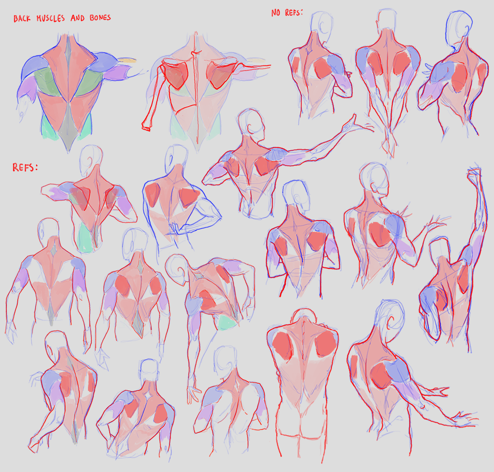 HighChaosKooks's tweet photo. doing a rerun through anatomy rn. https://t.co/slAwhvTMkN