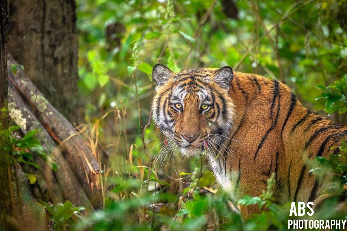 ABS_Aravinth's tweet photo. #TODAY_IS_INTERNATIONAL_TIGER_DAY
#InternationalTigerDay
#InternationalTigerDay2020
#International | #TigerDay | #Tigers #OnThisDay | #Today | #29_July https://t.co/np9GsdNK23
