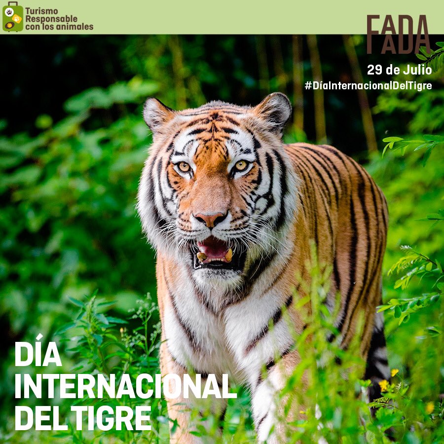 FAADAorg's tweet photo. Nacidos para ser libres 🐯🧡 

#DíaInternacionalDelTigre https://t.co/FoyWVseS5A