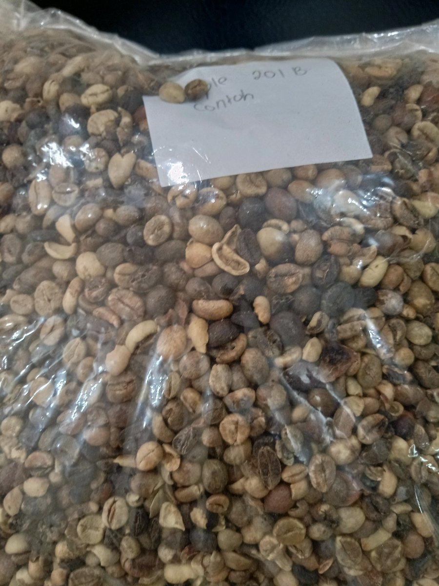 Kopi yang jelek-jelek ini ternyata di minati oleh Inggris dan USA juga