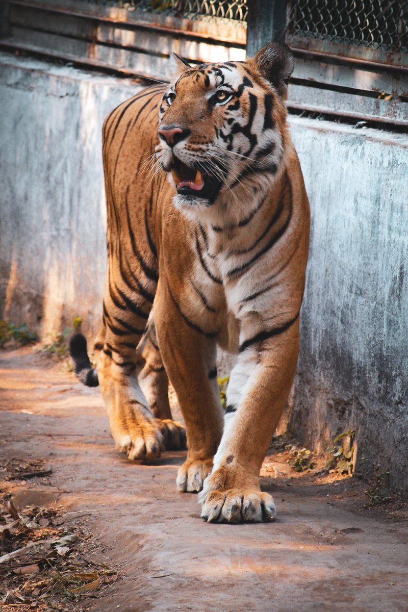 Divs_kotadia's tweet photo. #InternationalTigerDay https://t.co/QdIZ8IgHWt