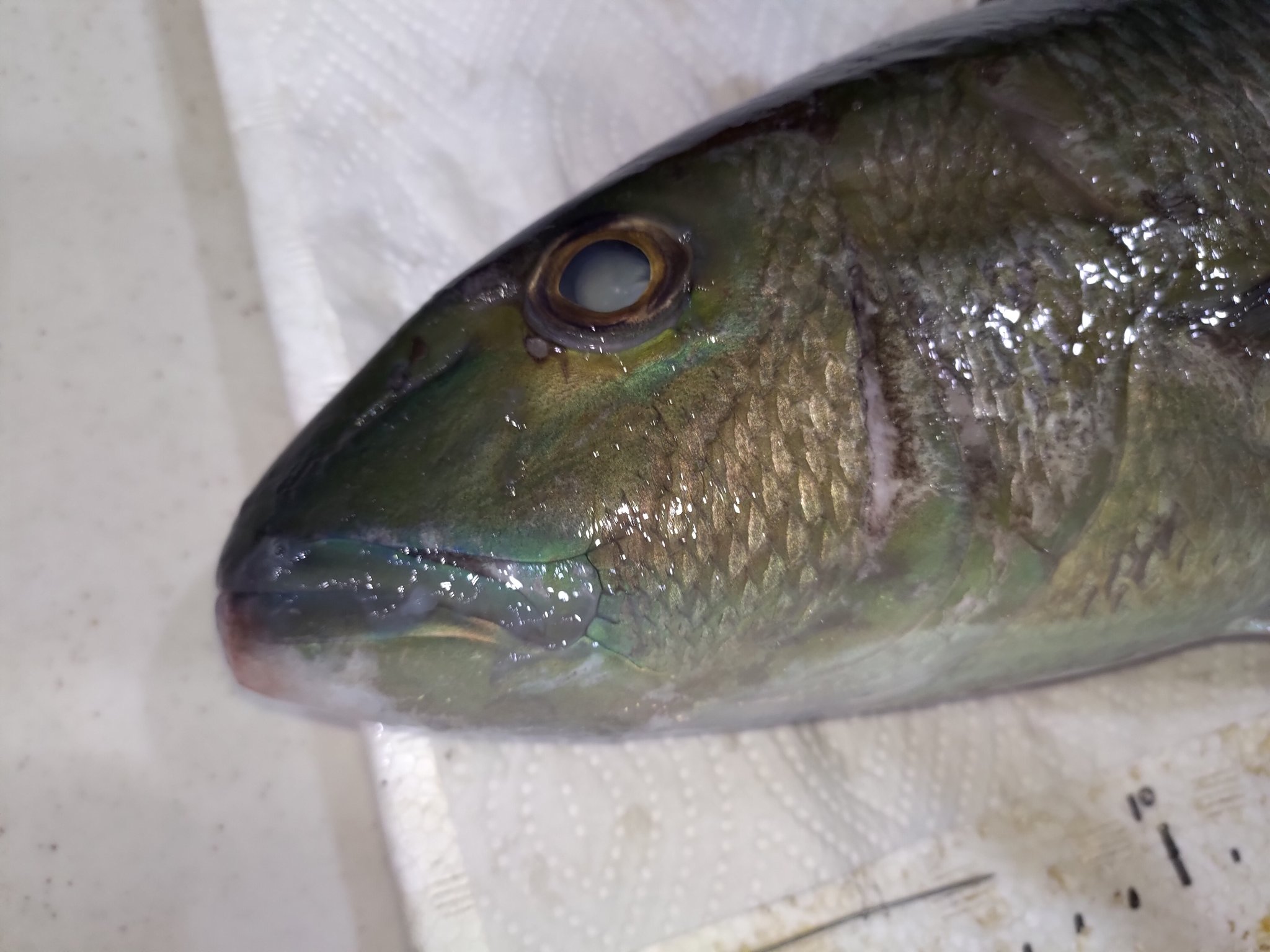 夢海 529魚種食べた人 アオチビキかっこいい 前の職場じゃよく入荷してはいたけどすぐに出て行ってしまう 知る人ぞ知る人気の高級魚です 背鰭のこの模様や腹鰭の色合いが非常に綺麗でカッコいい アオチビキの背鰭フェチとよく言われたものです 言われて