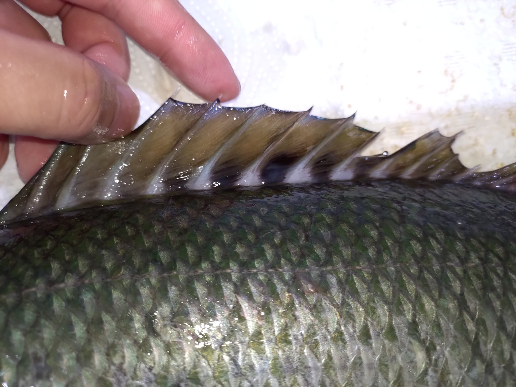 夢海 556魚種食べた人 En Twitter アオチビキかっこいい 前の職場じゃよく入荷してはいたけどすぐに出て行ってしまう 知る人ぞ知る人気の高級魚です 背鰭のこの模様や腹鰭の色合いが非常に綺麗でカッコいい アオチビキの背鰭フェチとよく言われたものです 言われて