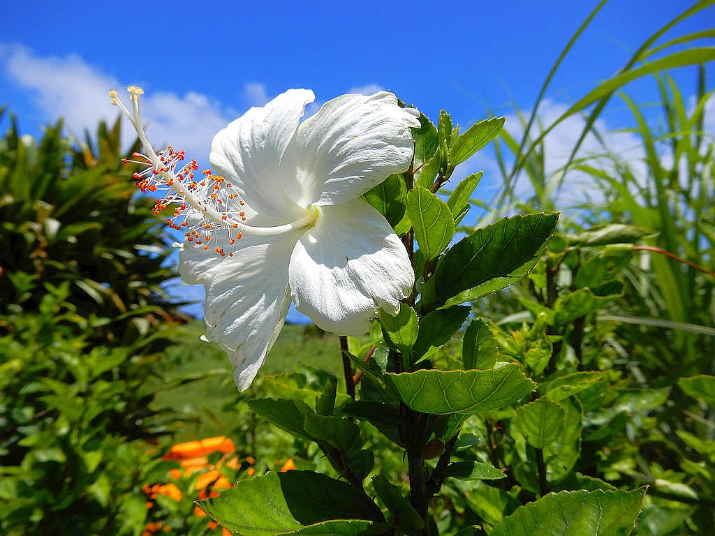 Twiter Green 青空の下 畑の垣根に咲く純白のハイビスカス Pure White Hibiscus Blooming In The Field Under The Blue Sky