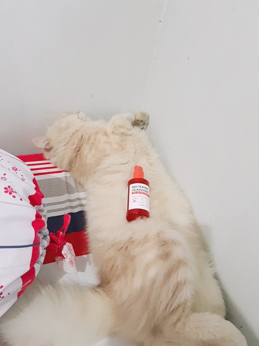 dailyofmilomoli's tweet photo. Temen: "eh km ngefoto skincare2 dimana sih? kok keliatannya lembut banget alas karpetnya"
Meanwhile...... https://t.co/I7tRx1QnCH
