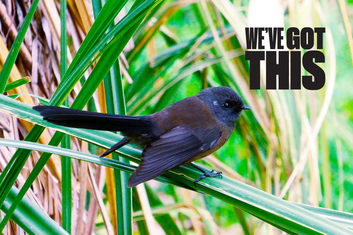 Wine Nelson tweet media