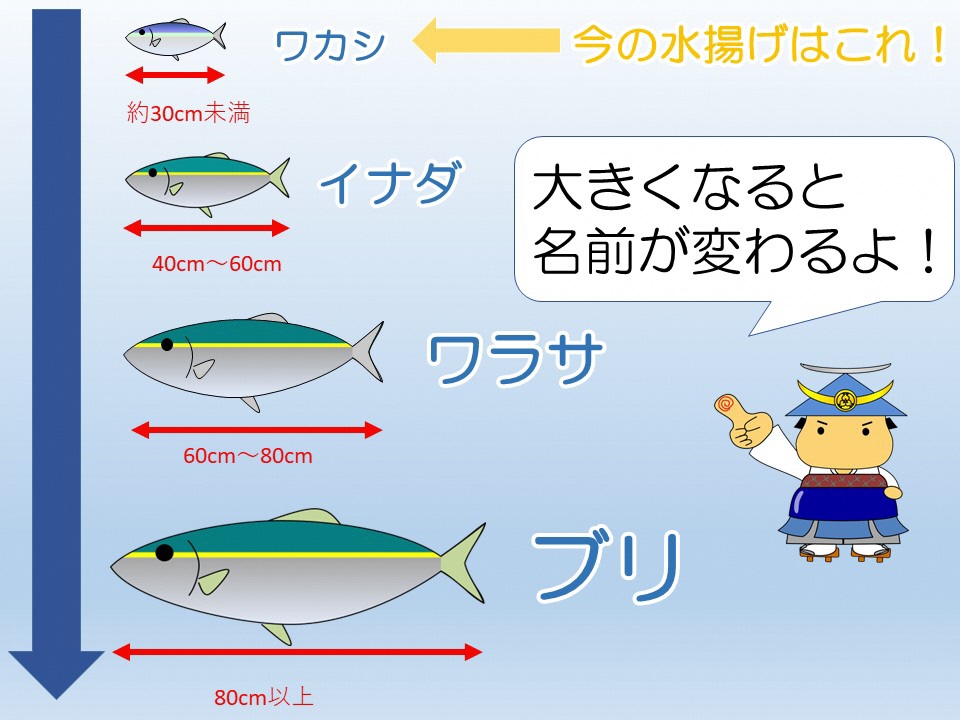 静岡市 على تويتر お知らせ しずまえ通信vol 310 ワカシ ブリ 最近 由比漁港で多く水揚げされる ワカシ ワカシが成長し イナダ 更に ワラサ 最終的には ブリ と呼ばれるようになります 名前が変わる魚を出世魚といいます 様々な時期に楽しめる