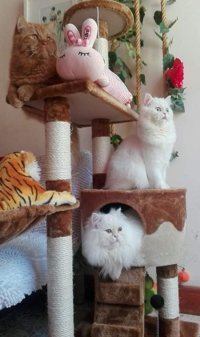 RBM10051's tweet photo. Pls removed or approved all ICA permit pls..we missed our home UAE,I realy miss al ain.i miss my 3 cats its been 5 months im away from them..😢
#bringbackuaeresidents
@HHShkMohd 
@ICAUAE 
@khaleejtimes 
@gulf_news 
@abudhabitv 
@AbuDhabiMedia 
@MoFAICUAE https://t.co/FsxlpNK8VA