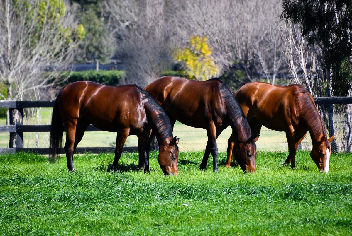 TomMagnier's tweet photo. Three jewels in Justify’s (triple) crown - Sunlight , Invincibella and Champagne Cuddles enjoying the green green grass of home at Coolmore #HunterValley #Justify #homeofchampions https://t.co/S1fC0NR2f4