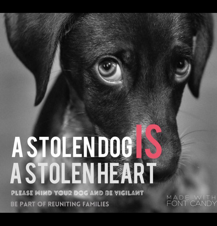 catlowry54's tweet photo. @Dr_Dan_1 @PeterEgan6 An elderly manโs dog was stolen in Ireland. He said, โthey stole my reason to get up every morning!โHe added, he will spend the rest of his life now searching for him. #dognappers are ruining lives & imagine what itโs like for the dogs-grieving for home. https://t.co/8XLfLlTcE0